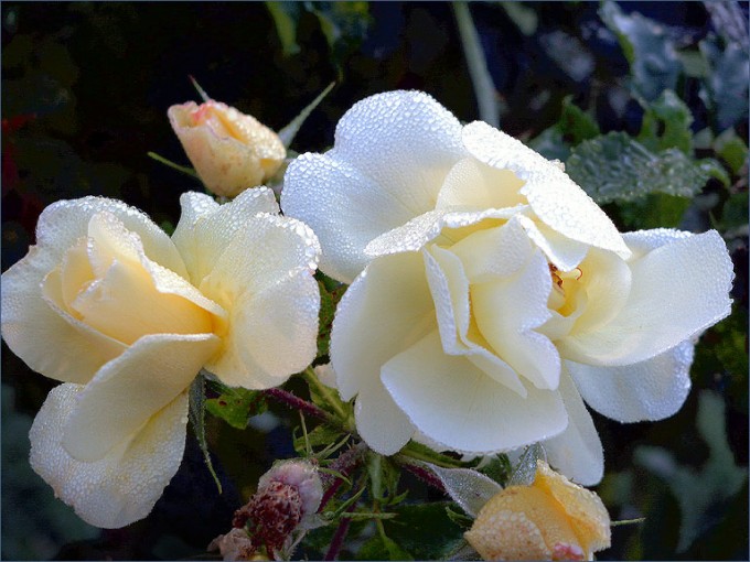 Weisse Rosen im Morgentau