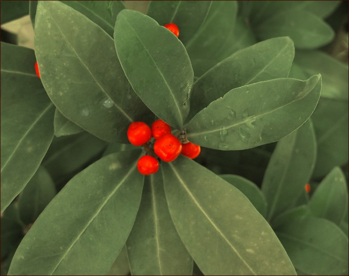 Orangefarbene Beeren