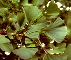 Gingoblätter Gingoblätter