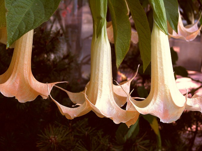 Drei Engelstrompeten