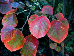 Blätterverfärbungen