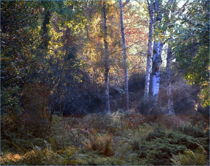 Birken im Morgenlicht