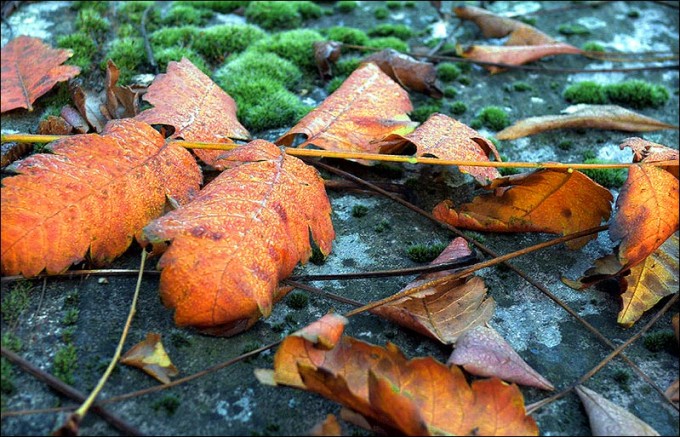 Gefallene Blätter