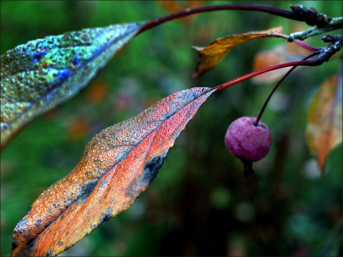 Blätter und eine Beere