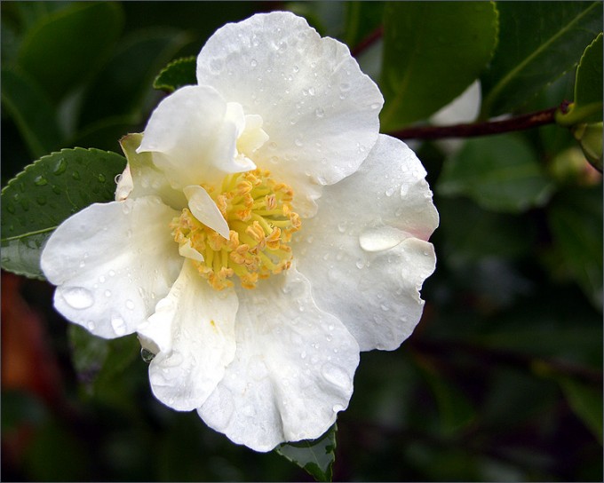 Weisse Kamelienblüte