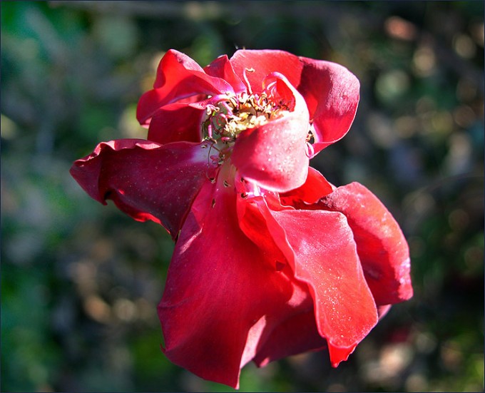 Verblühende Rose