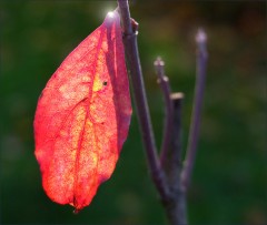 Nur ein Blatt im Wind