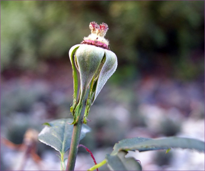 Abgefallen Rosenblätter