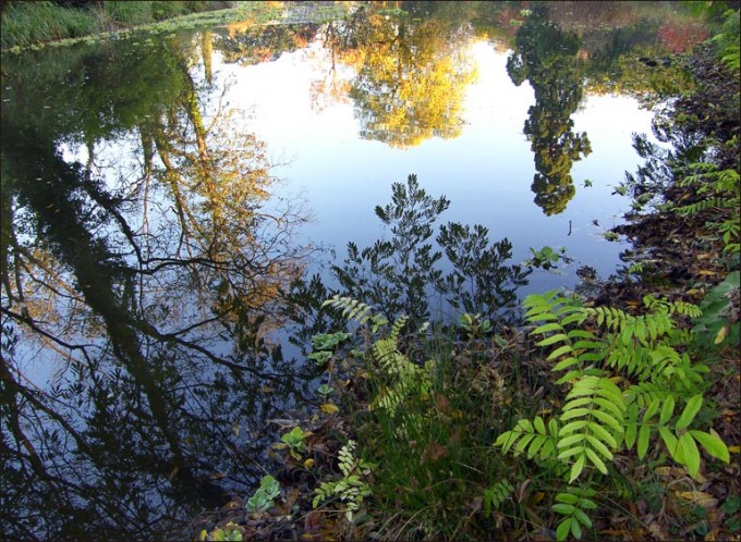 Spiegelung im Wasser