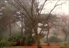 Morgennebel Morgennebel