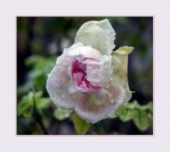 Vereiste Rose Vereiste Rose