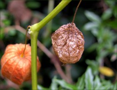 Vertrocknet Vertrocknet