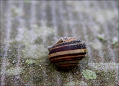 Eine Schnecke Eine Schnecke