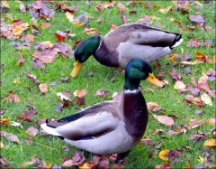 Zwei Erpel Zwei Erpel