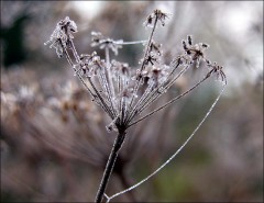 Vereister Morgentau Vereister Morgentau