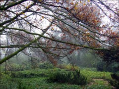 Wald im Morgennebel Wald im Morgennebel