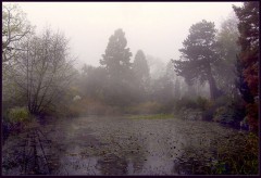 Novembernebel Novembernebel