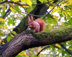 Eichhoernchen im Baum Eichhoernchen im Baum