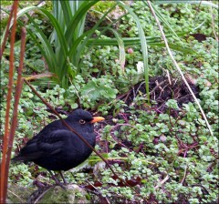 Eine Amsel Eine Amsel