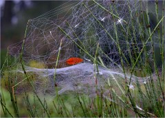 Gefangenes Blatt Gefangenes Blatt