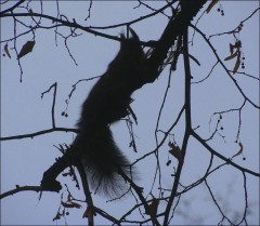 Eichhoernchen Eichhoernchen