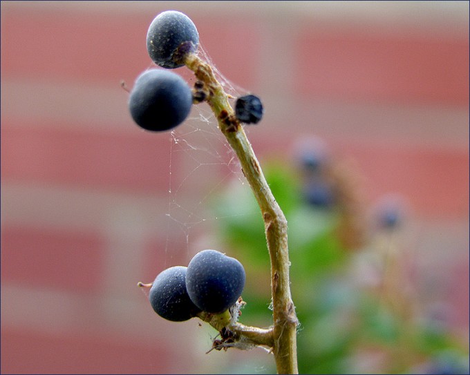 Blaue Beeren