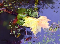 Blatt im Teich Blatt im Teich