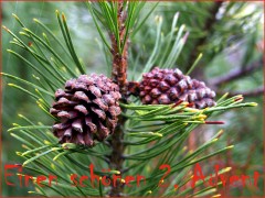 Zweiter Advent Zweiter Advent