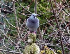 Eine Taube Eine Taube