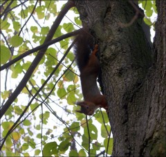 Eichhoernchen Eichhoernchen