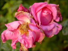 Verbluehende Rosen Verbluehende Rosen