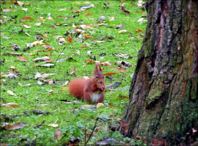 Eichhoernchen