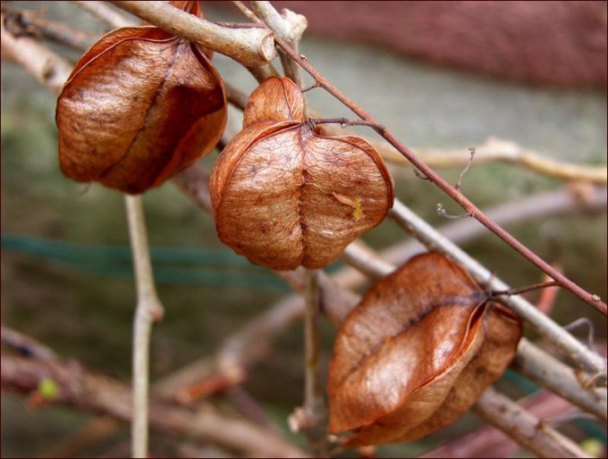 Huellen von Baumsamen