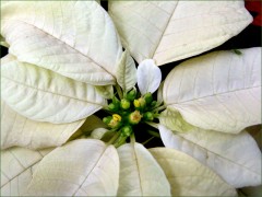 Weihnachtsstern Weihnachtsstern