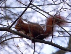 Eichhörnchen