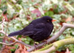 Amsel