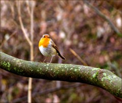 Goldkehlchen