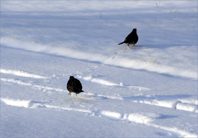 2 Amseln im Schnee