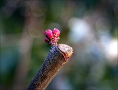 Frühjahr kommt bestimmt