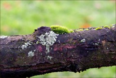 Moos und Flechten