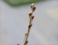 Knospen