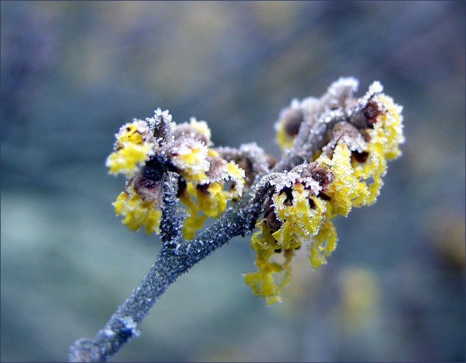 Winterblüten