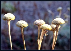 In zarter Morgensonne