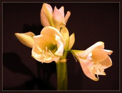 Amaryllis