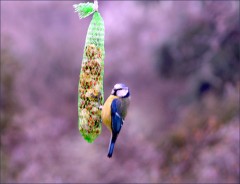 Meise am aufgehängten Futterkolben an einem Zweig
