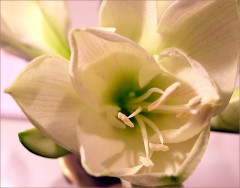 Amaryllis