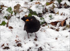 Amsel