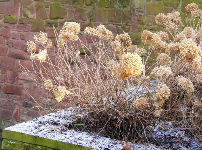 Vertrocknete Hortensienblüten