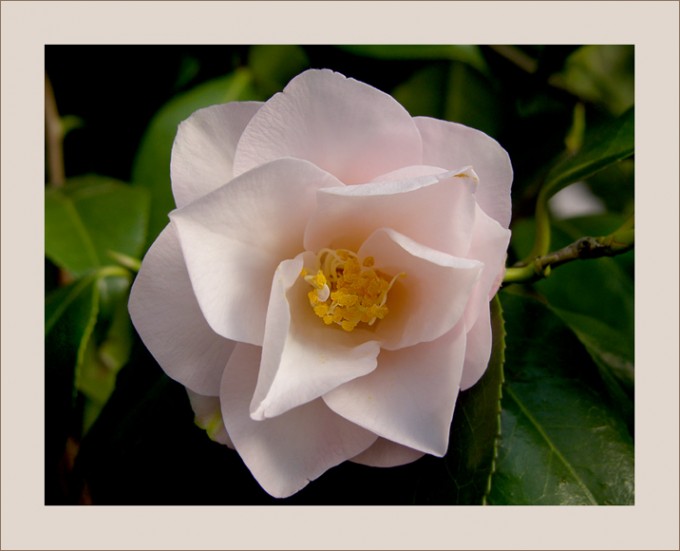 Weissrosa Kamelienblüte