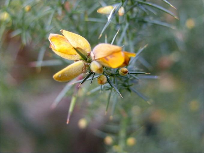 Stechginsterblüte